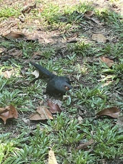 Phaenicophaeus sumatranus