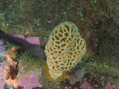 Holopsamma laminaefavosa