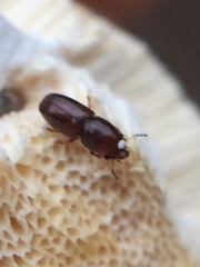 Octotemnus dilutipes