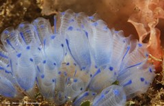 Clavelina australis