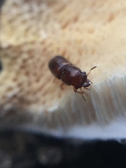 Octotemnus dilutipes