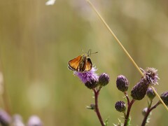Thymelicus sylvestris