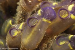 Clavelina meridionalis