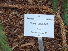 Picea purpurea