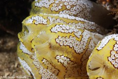 Botrylloides magnicoecus