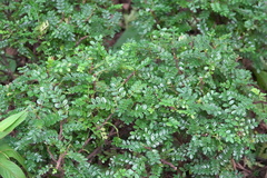 Zanthoxylum beecheyanum