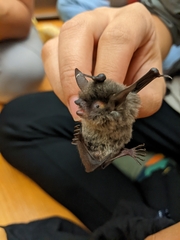 Myotis laniger