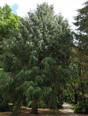 Picea smithiana