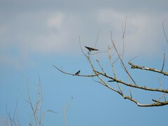 Hirundo rustica