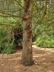 Picea smithiana