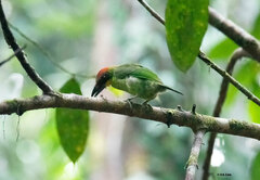 Psilopogon chrysopogon