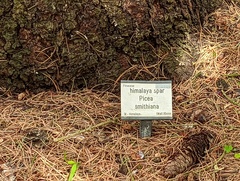 Picea smithiana