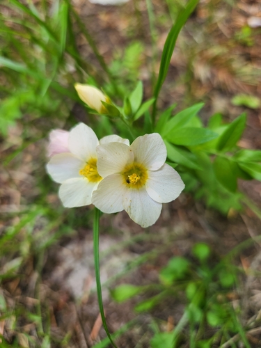 Image of Polemonium carneum by (c) Merlla McLaughlin, some rights reserved (CC BY)