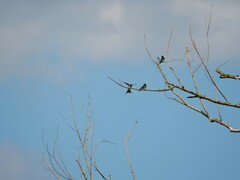 Hirundo rustica