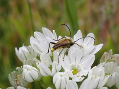 Lepturobosca
