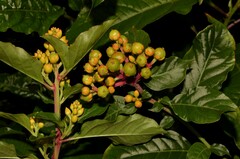 Pleuropetalum darwinii
