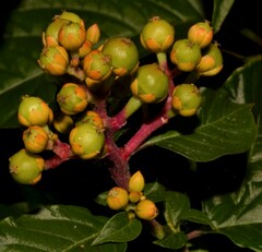 Pleuropetalum darwinii