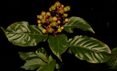 Pleuropetalum darwinii