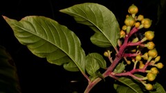 Pleuropetalum darwinii