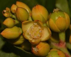 Pleuropetalum darwinii