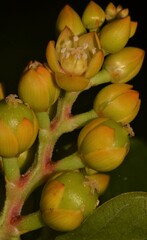 Pleuropetalum darwinii