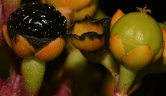 Pleuropetalum darwinii