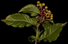 Pleuropetalum darwinii