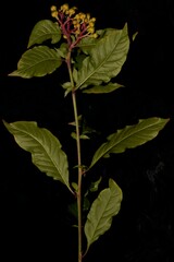 Pleuropetalum darwinii