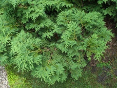 Thuja koraiensis