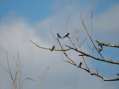 Hirundo rustica