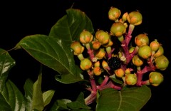Pleuropetalum darwinii