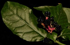 Pleuropetalum darwinii