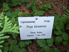 Thuja koraiensis