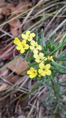 Lithospermum cobrense