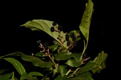 Pleuropetalum darwinii