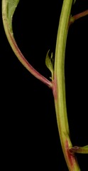 Pleuropetalum darwinii