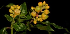 Pleuropetalum darwinii