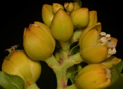 Pleuropetalum darwinii