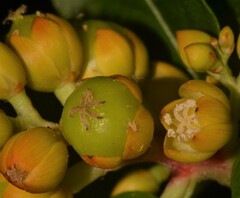 Pleuropetalum darwinii