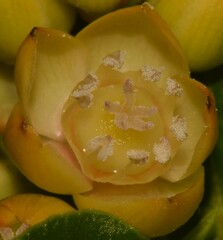 Pleuropetalum darwinii
