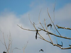 Hirundo rustica