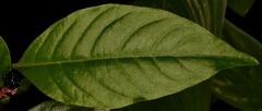 Pleuropetalum darwinii