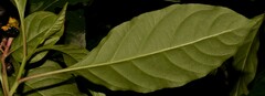 Pleuropetalum darwinii
