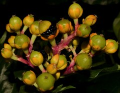 Pleuropetalum darwinii