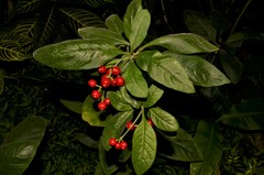 Psychotria punctata