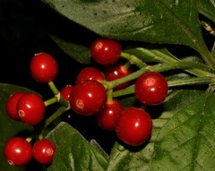 Psychotria punctata