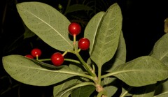 Psychotria punctata