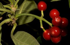 Psychotria punctata
