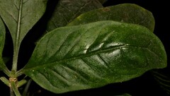 Psychotria punctata