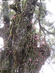 Aporocactus flagelliformis